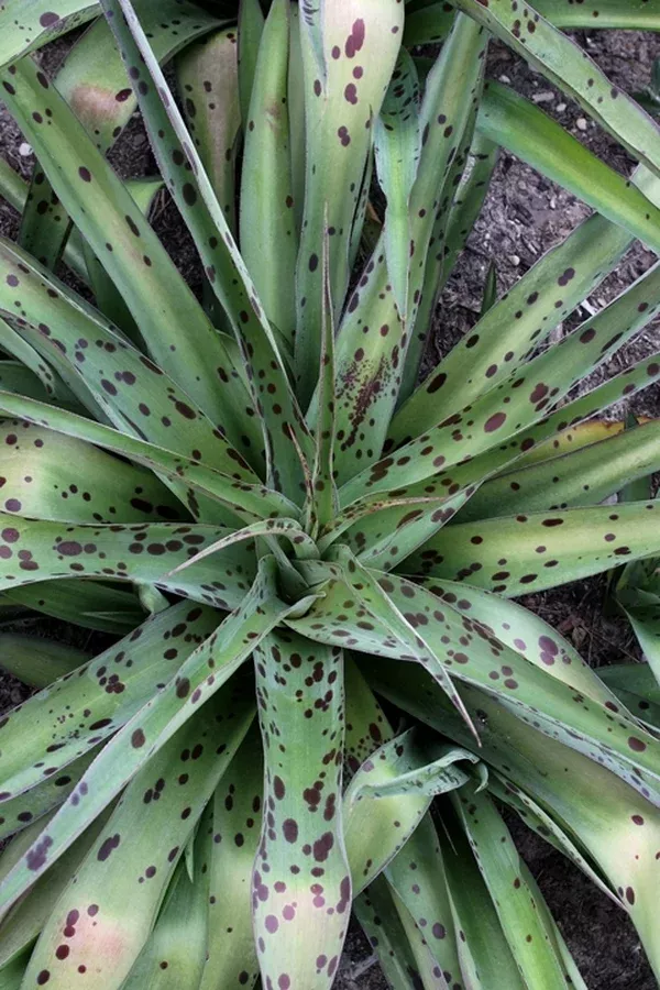 Manfreda 'Helen Wynans'