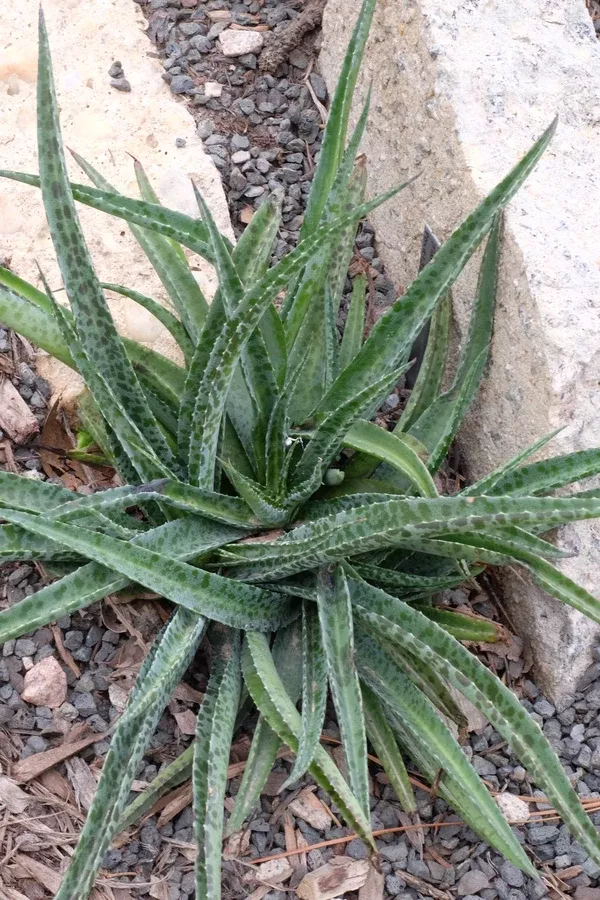 Manfreda maculosa 'Hondo Robusto'