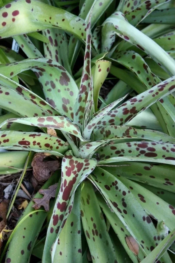 Manfreda 'Spot'