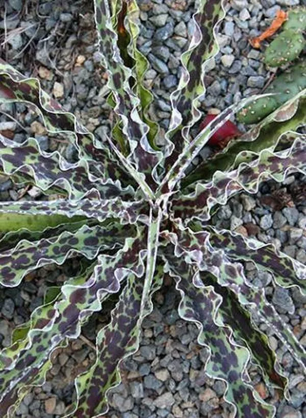 Manfreda undulata 'Chocolate Chips'