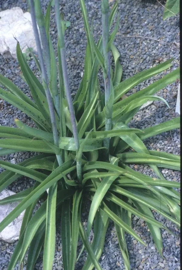 Manfreda virginica