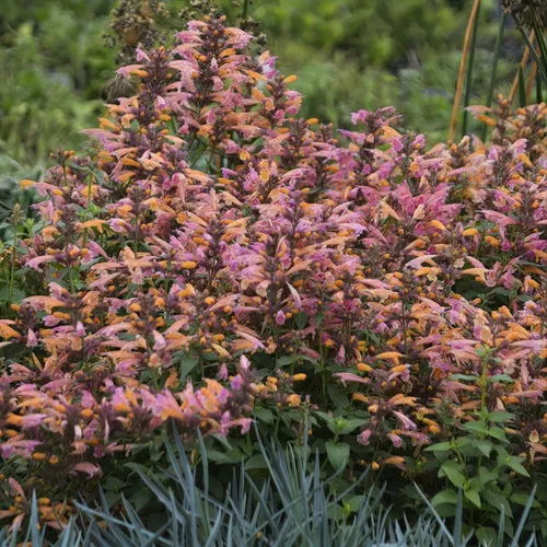 Mango Tango Anise Hyssop