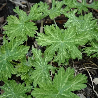 Margaret Wilson Cranesbill