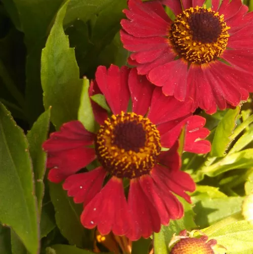 Mariachi™ Salsa Sneezeweed