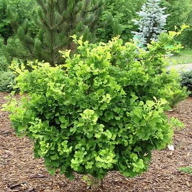 Mariken Dwarf Maidenhair Std Tree