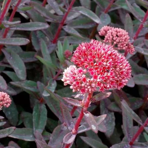 Marina Stonecrop Sedum