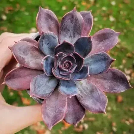 Marrom Echeveria