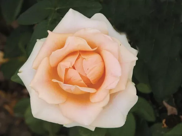 Marylin Monroe Hybrid Tea Rose