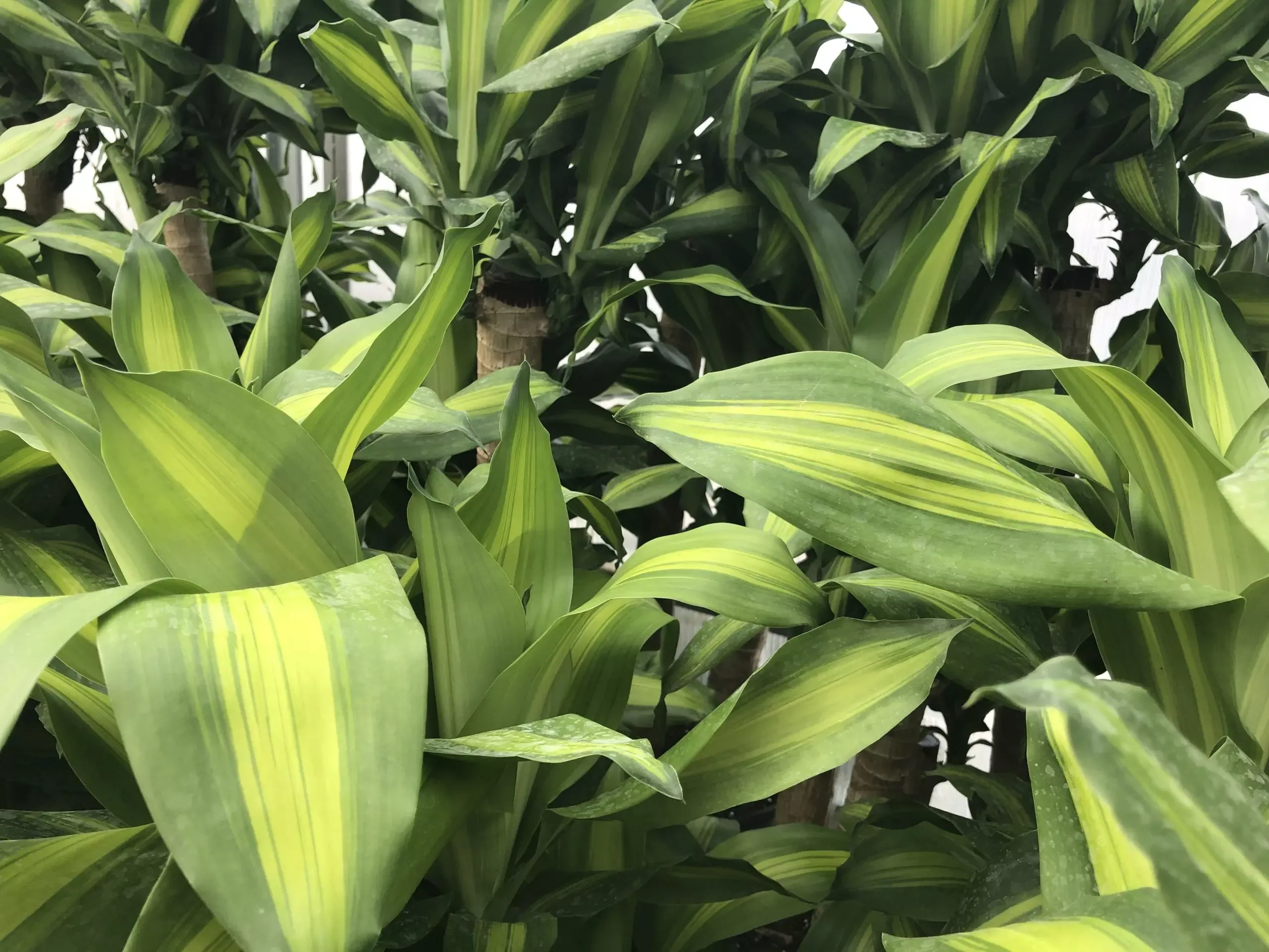 Massangeana Cane