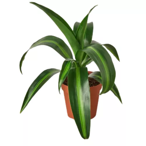 Massangeana Dracaena