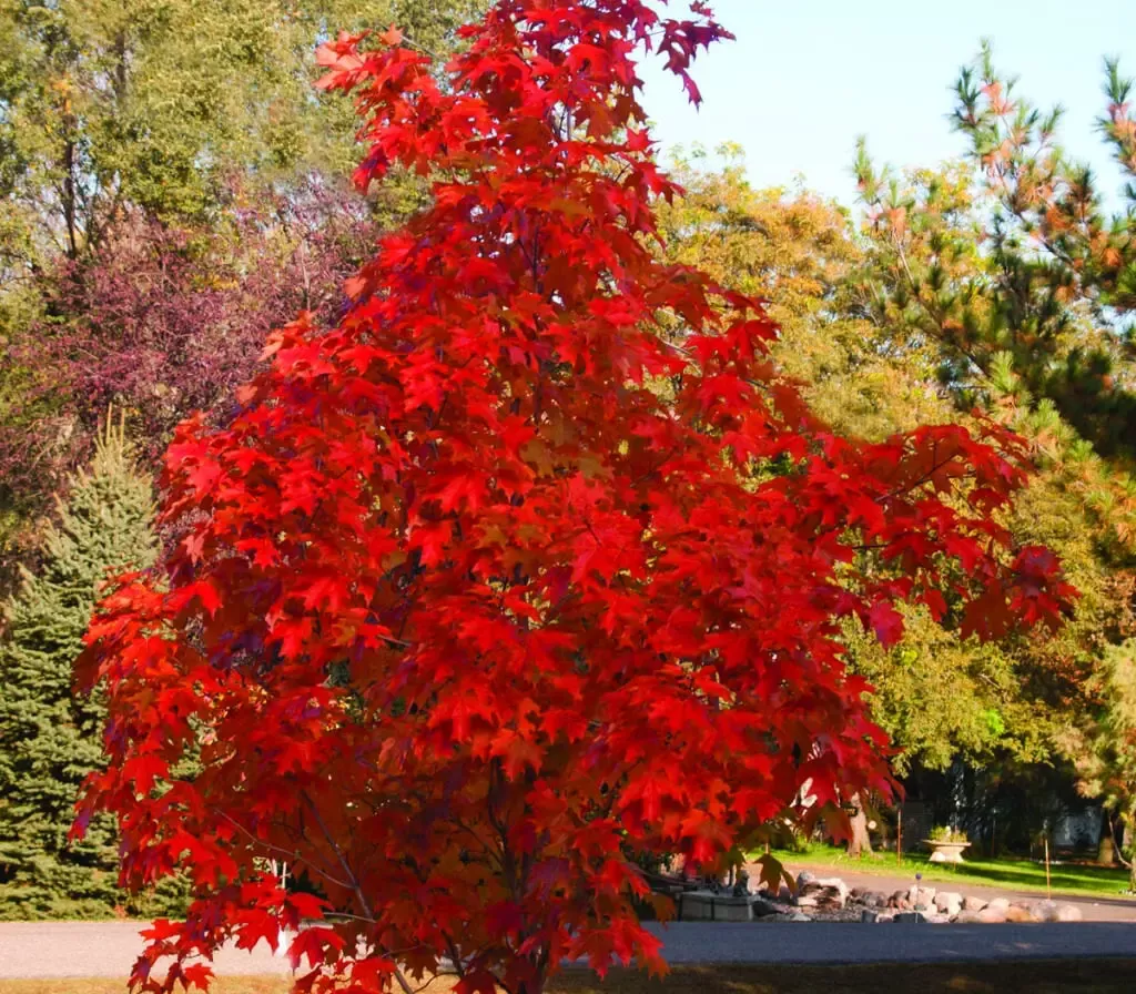 Matador Maple