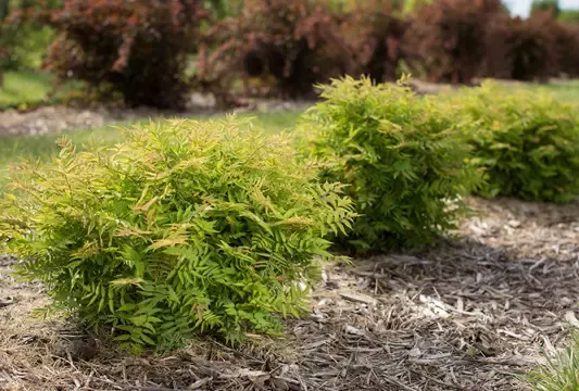 Matcha Ball False Spirea