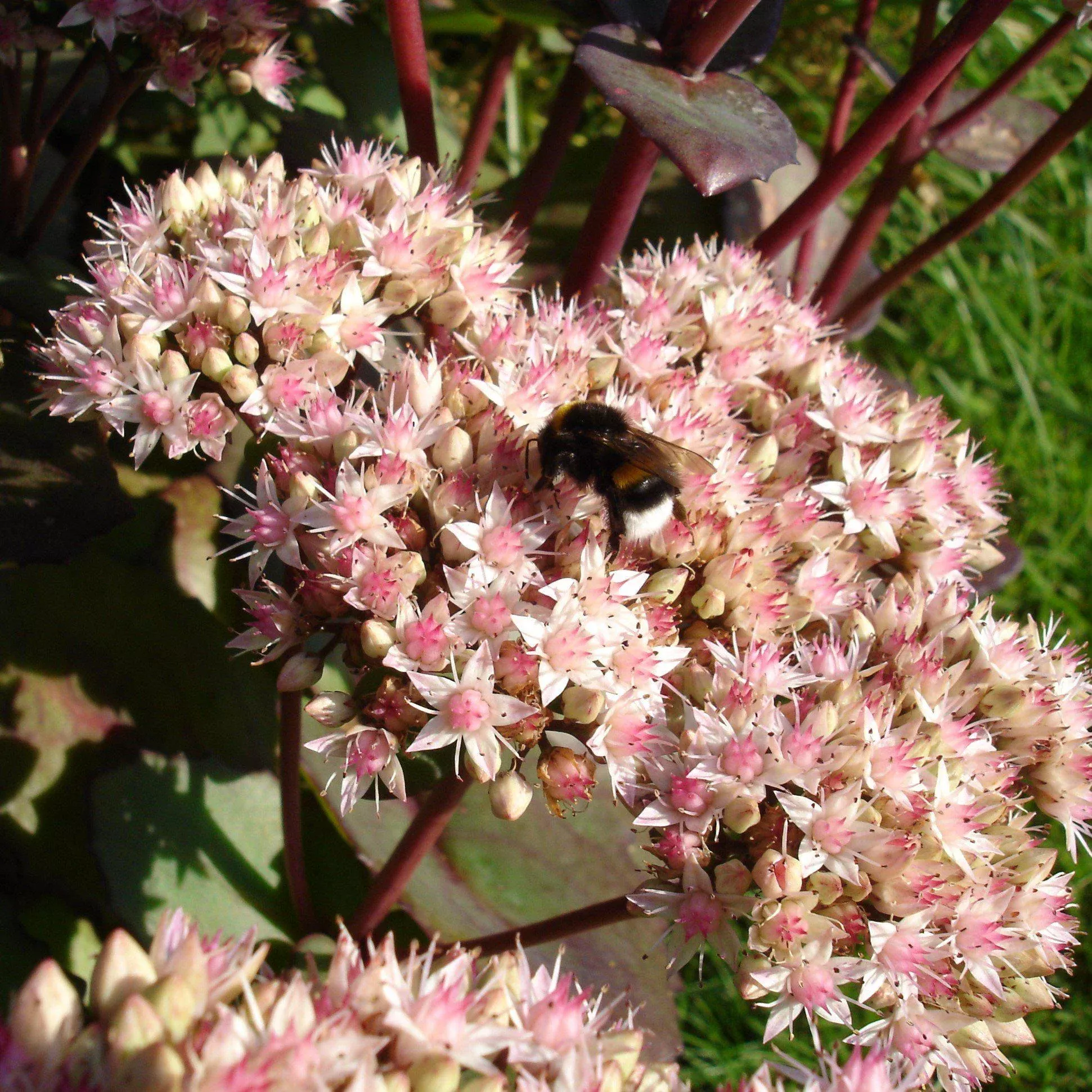 Matrona Stonecrop