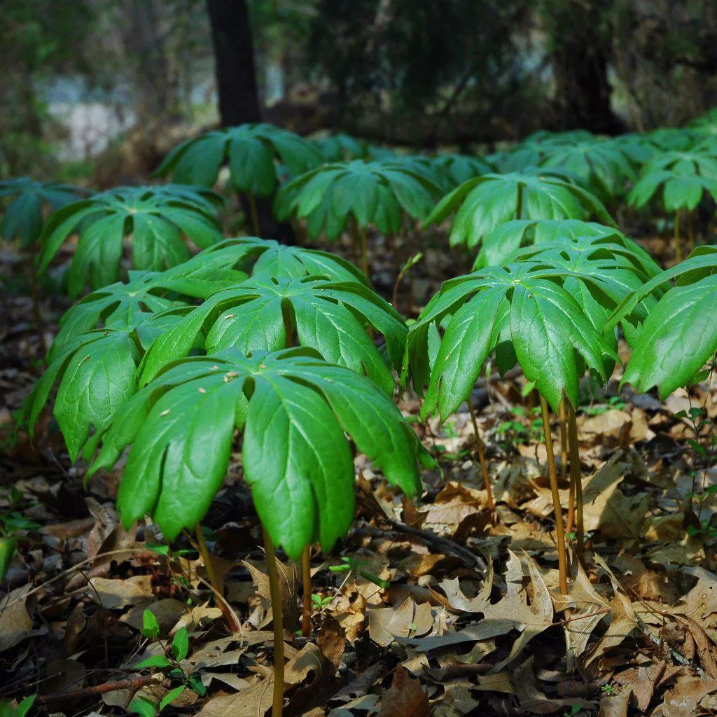 Mayapple, American Mandrake