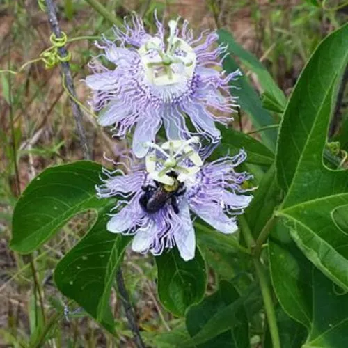 Maypop Purple Passionflower