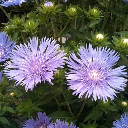 Mel's Blue Stokes Aster