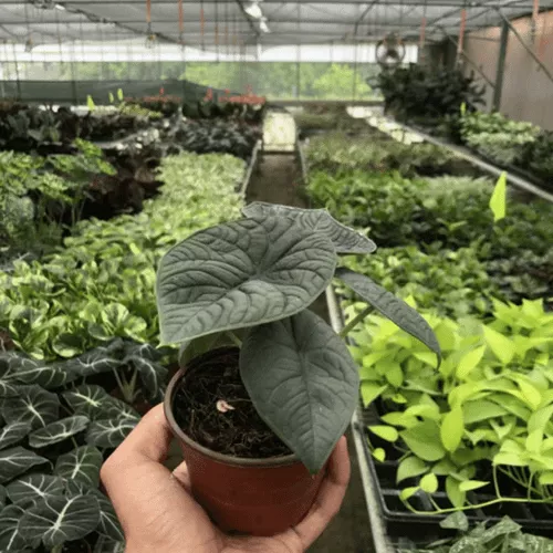 Melo Alocasia