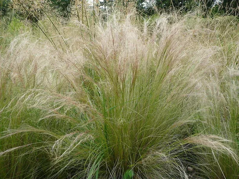 Mexican Feather Grass Seeds – 160 Stipa Tenuissima Ornamental Grass, Hardy Outdoor