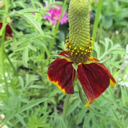 Mexican Hat Plant