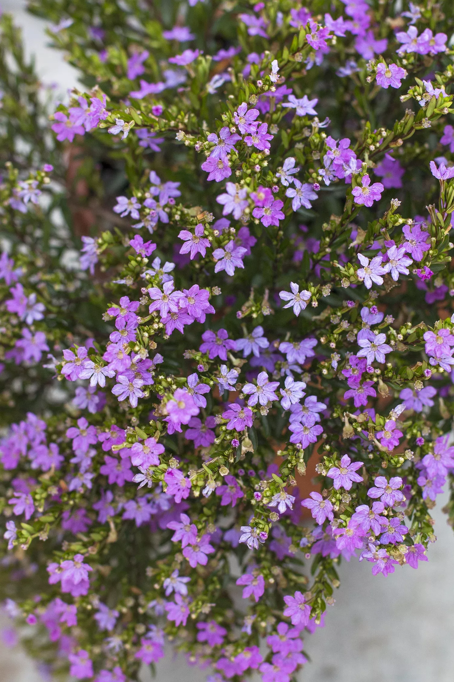 Mexican Heather Cuphea