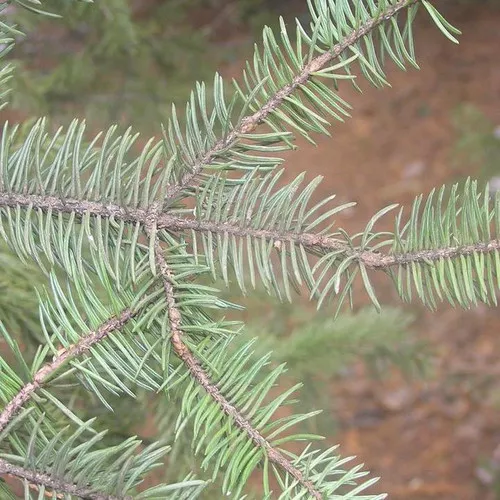 Meyer Spruce