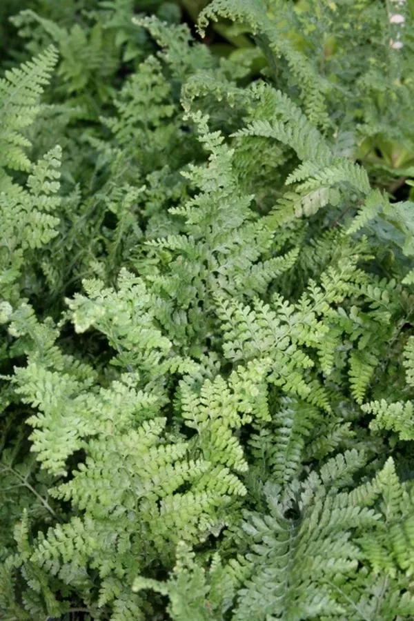 Microlepia strigosa