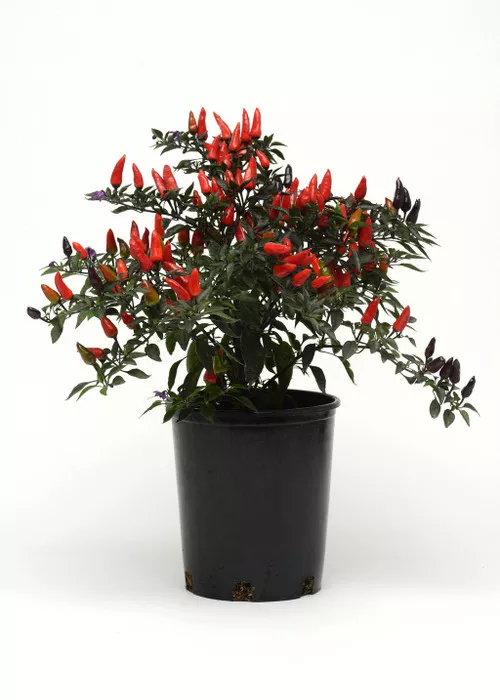 Midnight Fire Ornamental Pepper