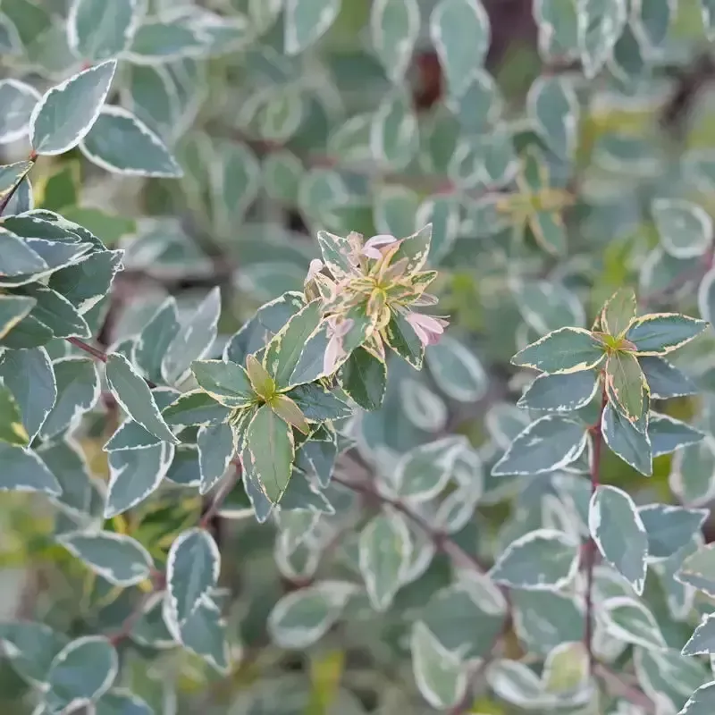 Milky Way Abelia