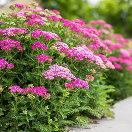Milly Rock™ Rose Yarrow