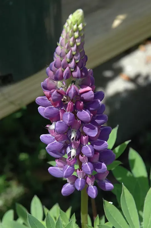 Mini Gallery Blue Lupine