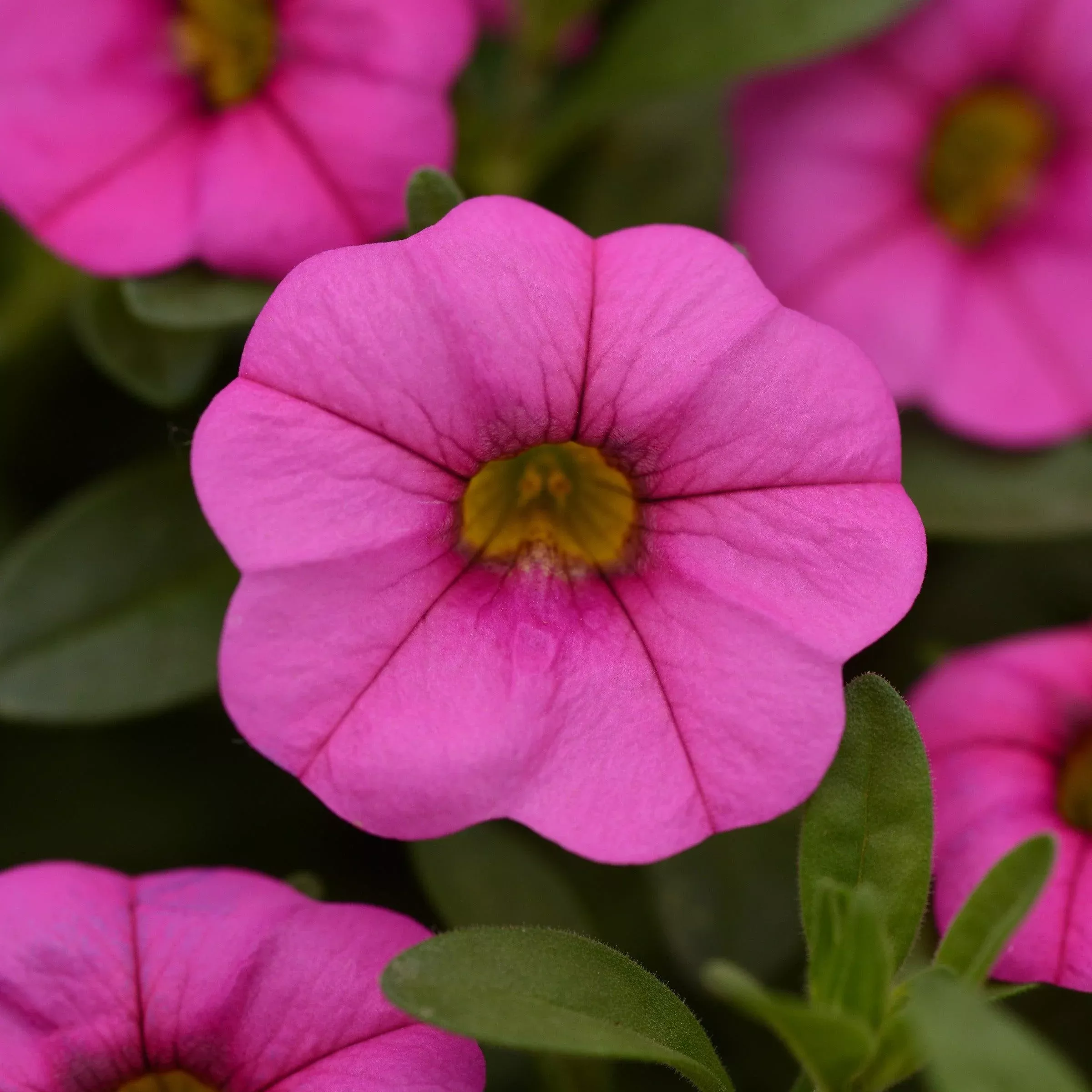 MiniFamous Neo Pink Calibrachoa