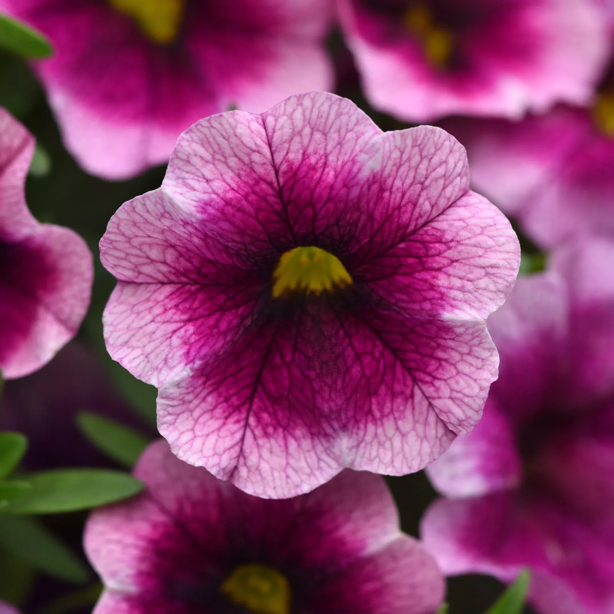 MiniFamous Neo Rose Flash Calibrachoa