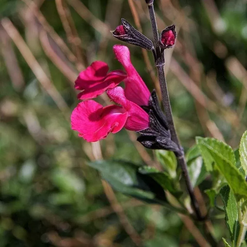 Mirage™ Salmon Autumn Sage
