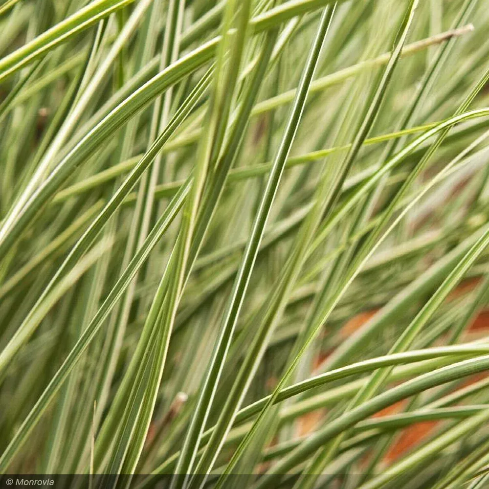 Miscanthus Grass, Morning Lights #3