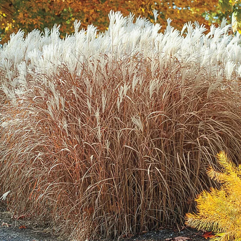 Miscanthus Grass, Purpurascens #3