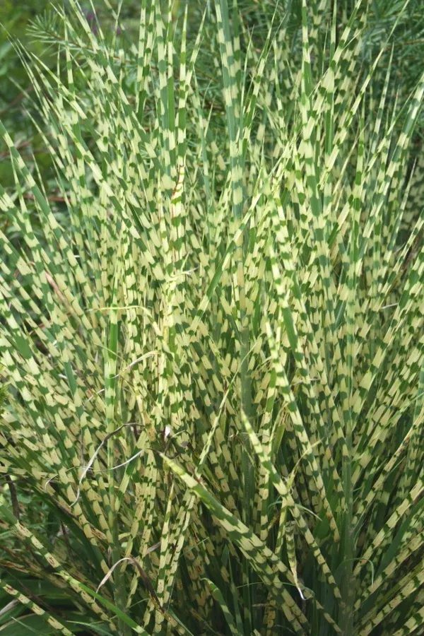 Miscanthus sinensis 'Gold Bar' PP 15,193