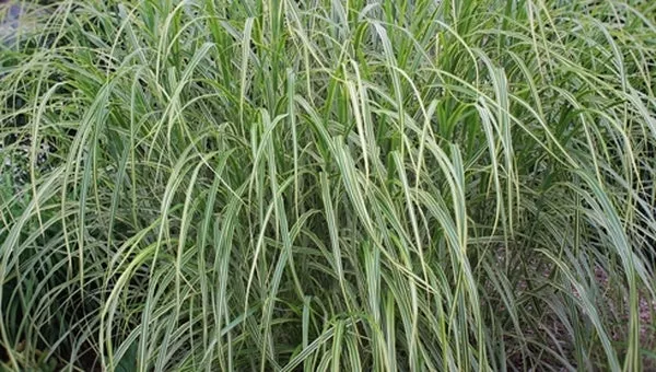 Miscanthus sinensis 'Goldfeder'