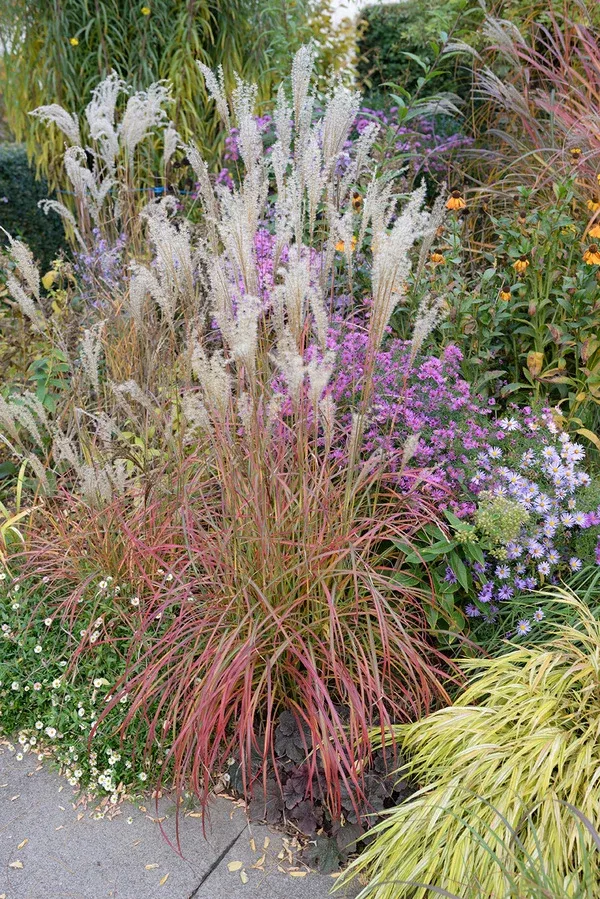 Miscanthus sinensis 'Little Miss' PPAF