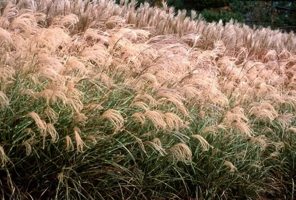 Miscanthus sinensis 'Little Zebra' PP 13,008