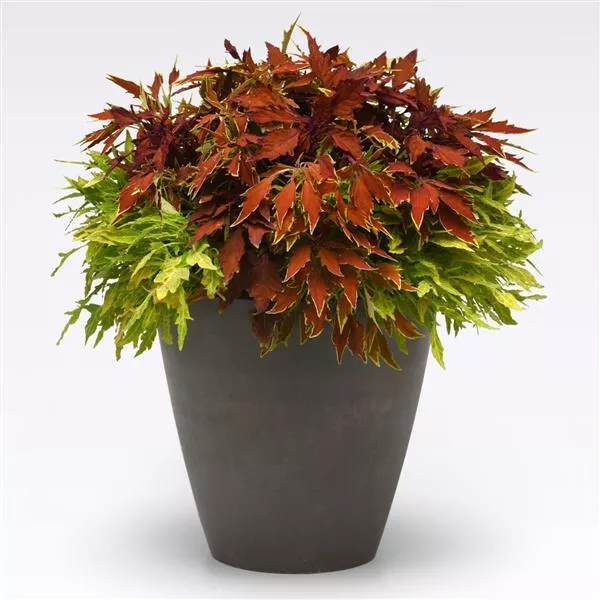 MixMasters™ Fire & Spice Mix Coleus