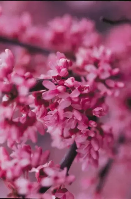 MN Strain Redbud