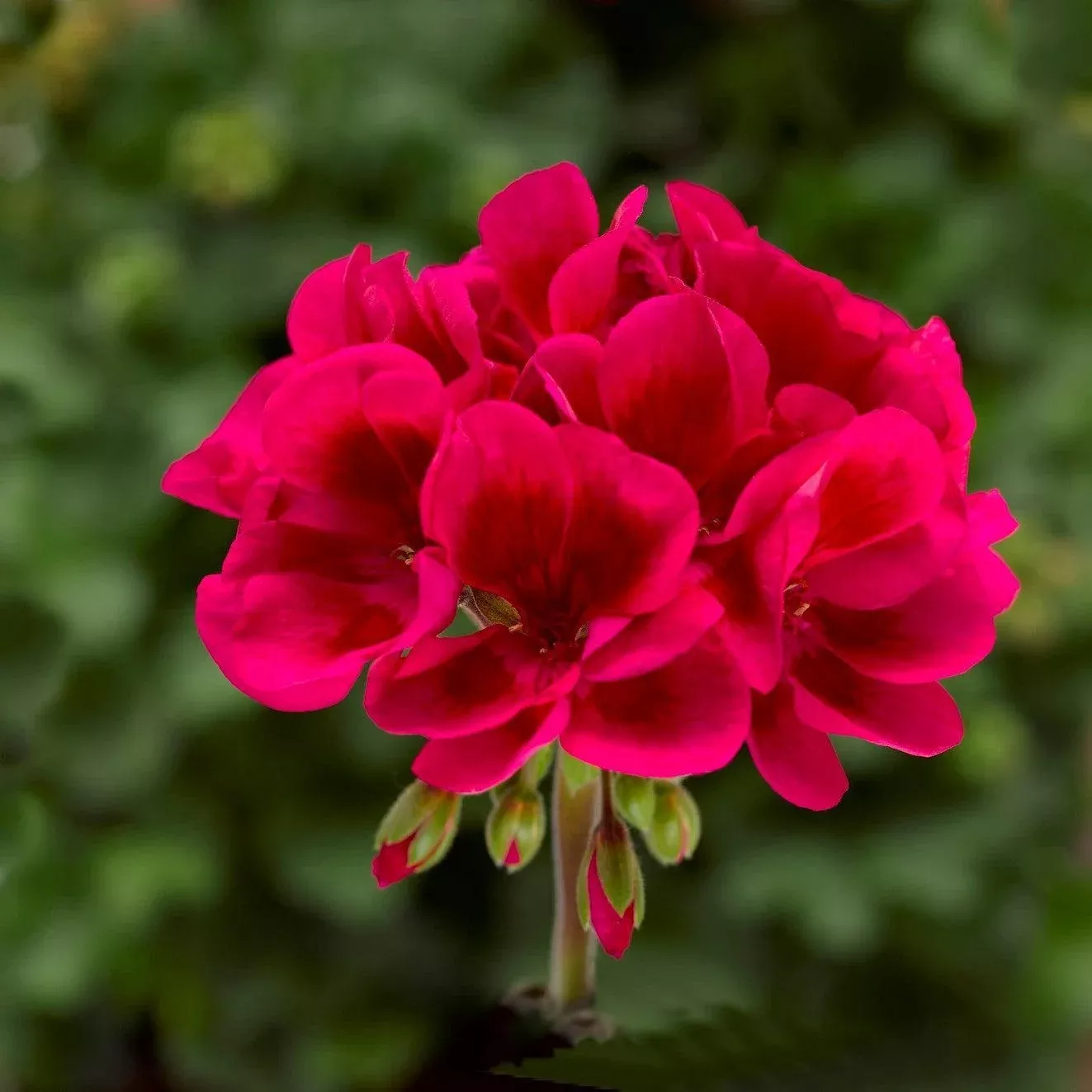 Mojo™ Cranberry Splash Geranium