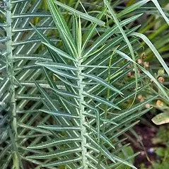 Mole Plant