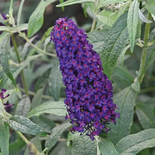 Monarch Dark Dynasty Butterfly Bush