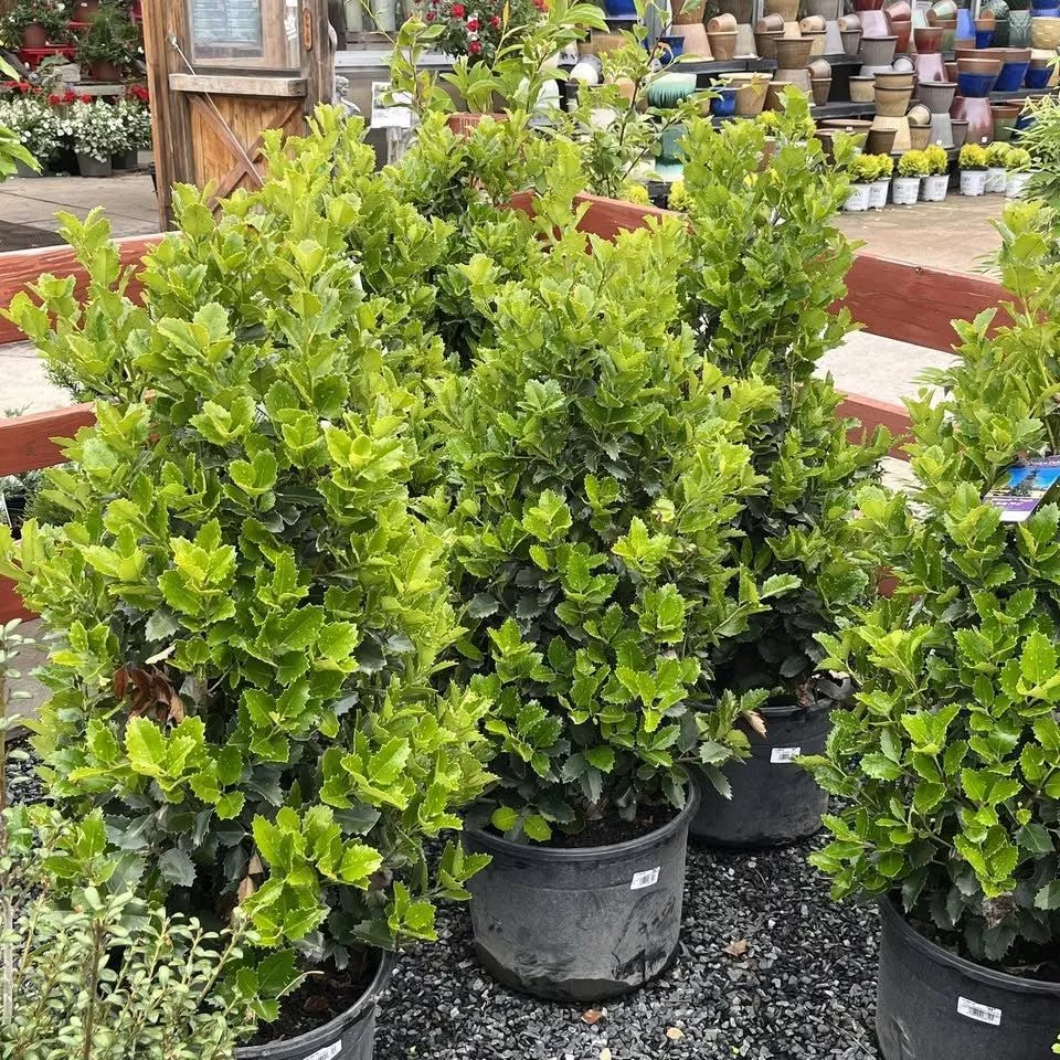 Monarch™ Holly