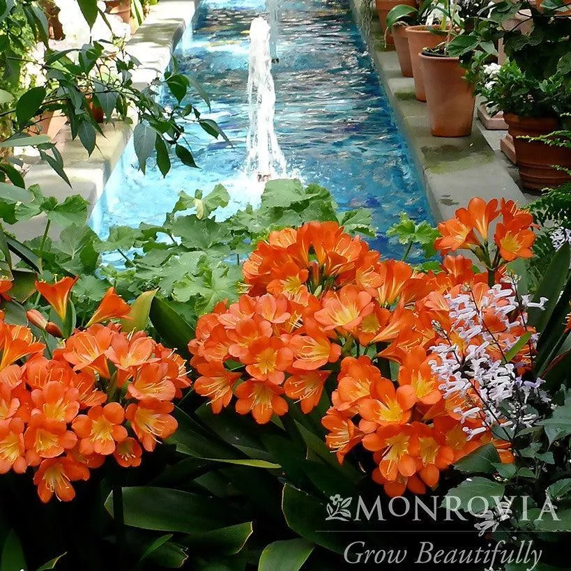 Monrovia Belgian Hybrid Orange Clivia