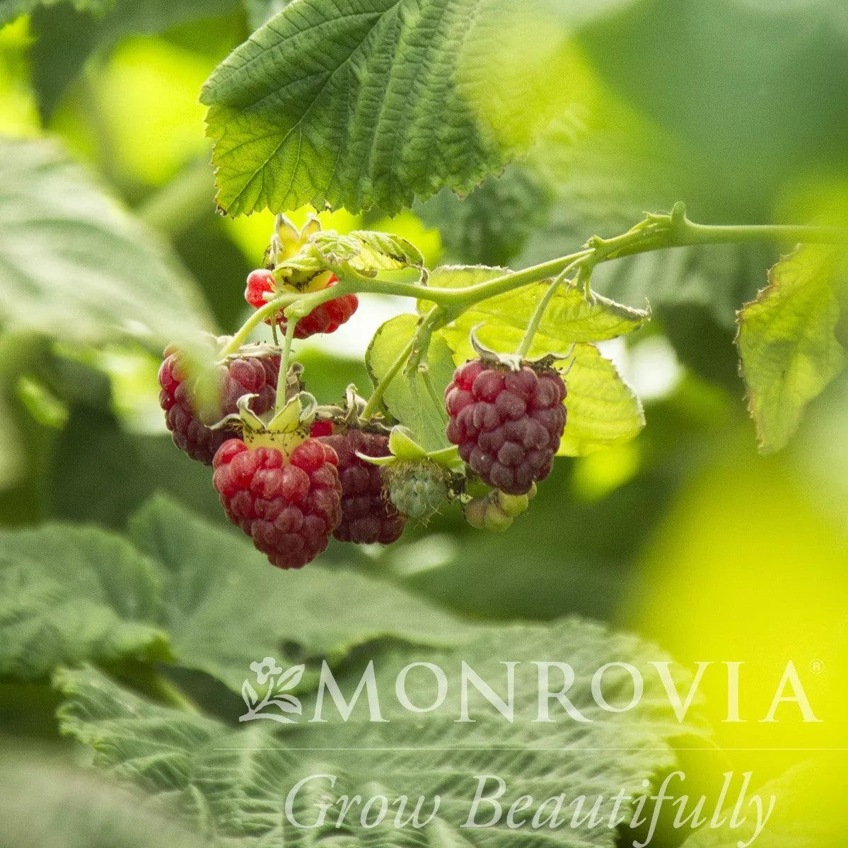 Monrovia Canby Red Raspberry
