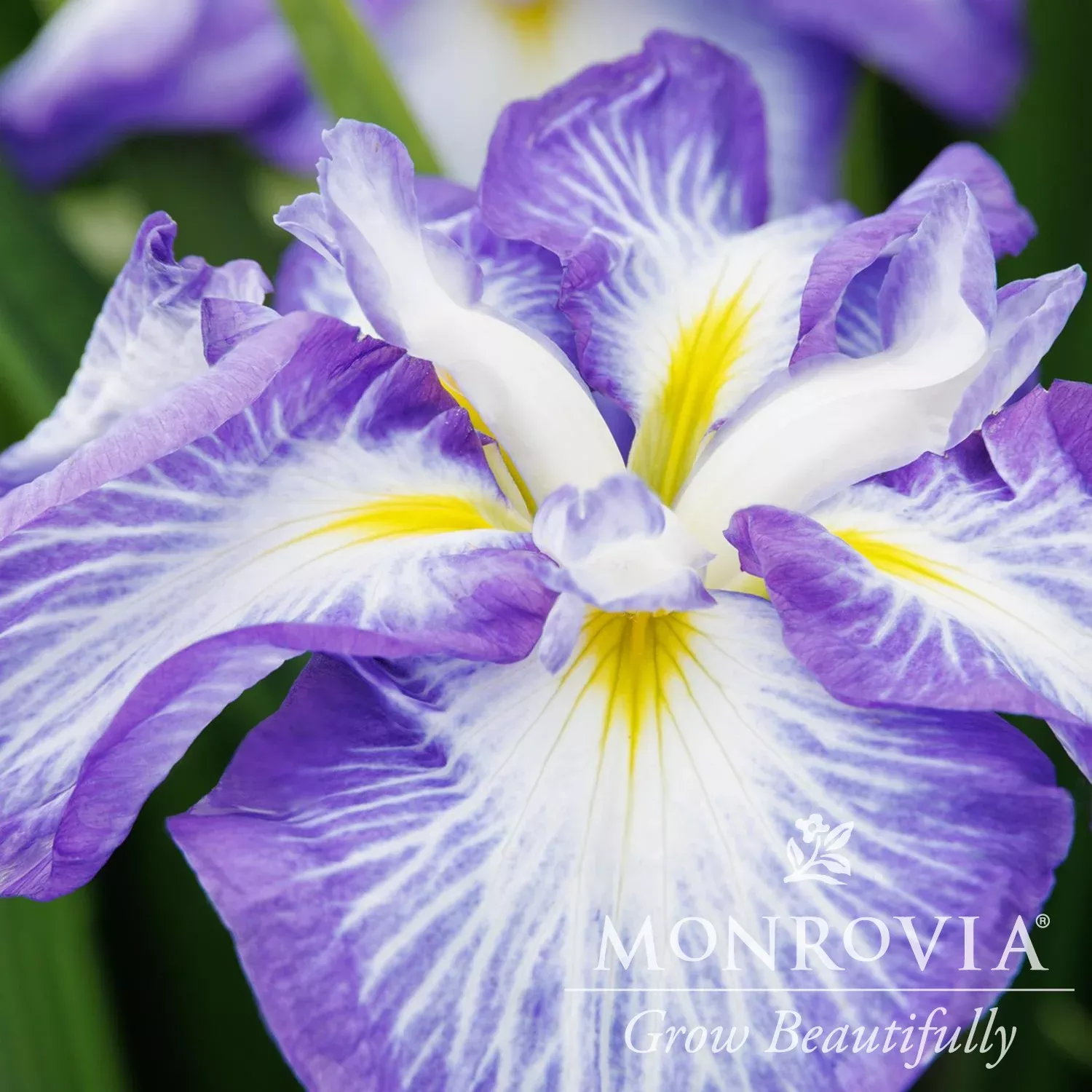 Monrovia Cascade Spice Japanese Iris