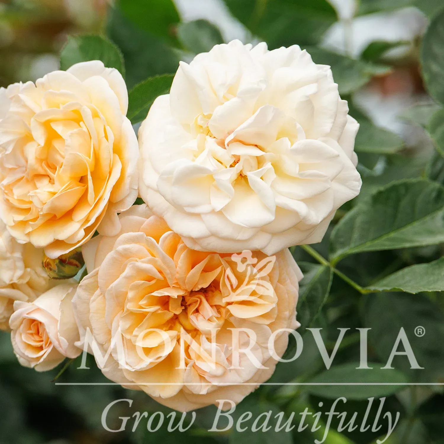 Monrovia Eau De Parfum Bubbly Rose