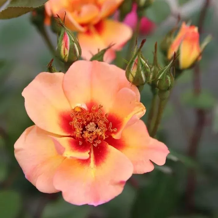 Monrovia Flower Carpet Peach Rose